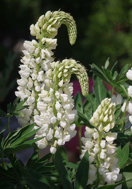 Free Flowers Lupine photo and picture