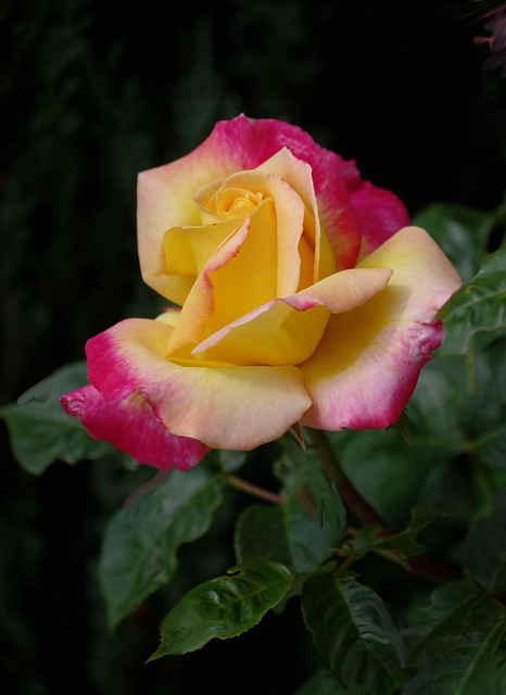 Free Flowers Roses photo and picture