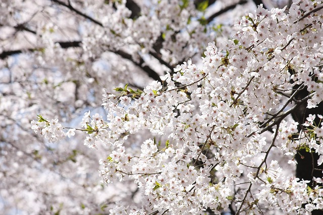 Bloem, Bloem Behang, Lente Bloemen
