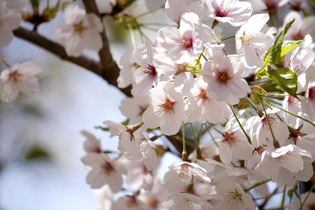 Bloem, Mooie Bloemen, Lente Bloemen