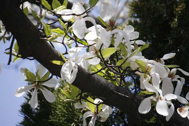 Bloem, Lente Bloemen, Bloem Behang