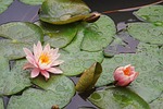peachy, waterlily, flower
