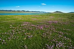meadow, lake, primrose