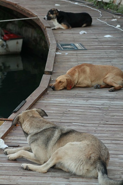 Havn, Kyrenia, Hund, Hav, Hunde
