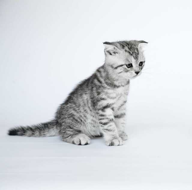 Free Folded Ears Kittens photo and picture