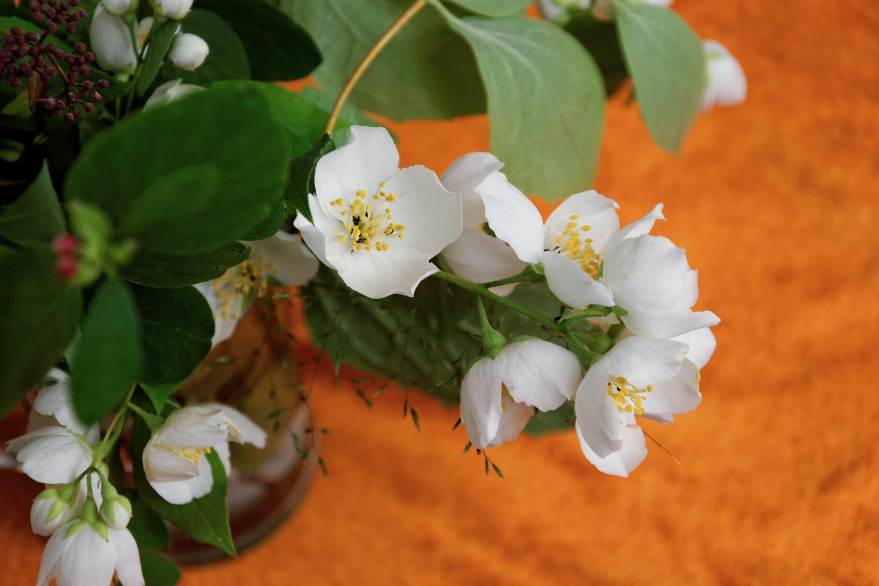 超过 200 张关于“茉莉”和“茉莉花”的免费图片 - Pixabay