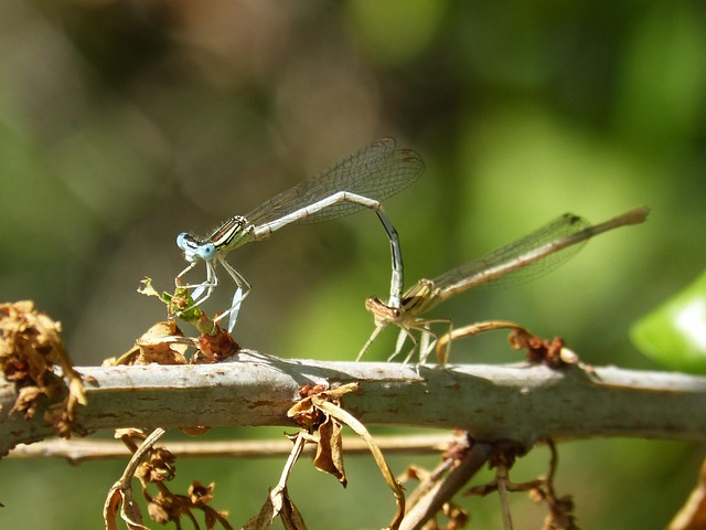 Free Dragonfly White Damselfly photo and picture