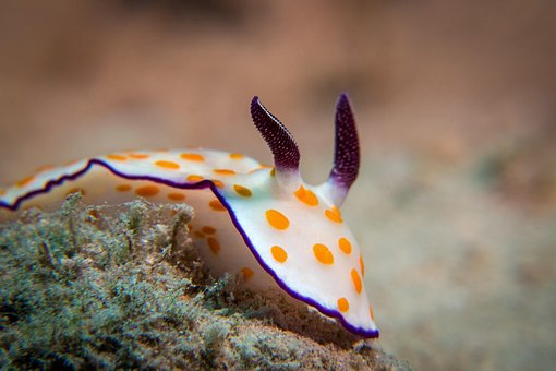 Free Snail Underwater photo and picture