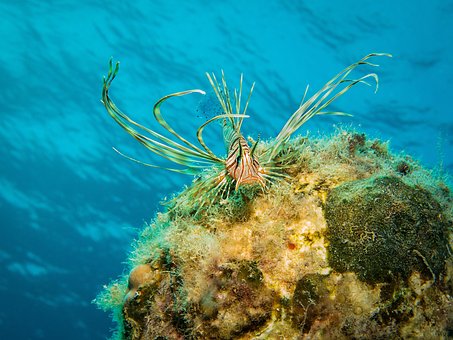 Free Fish Lionfish photo and picture