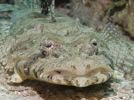 Free Crocodile Fish Cociella Crocodila photo and picture