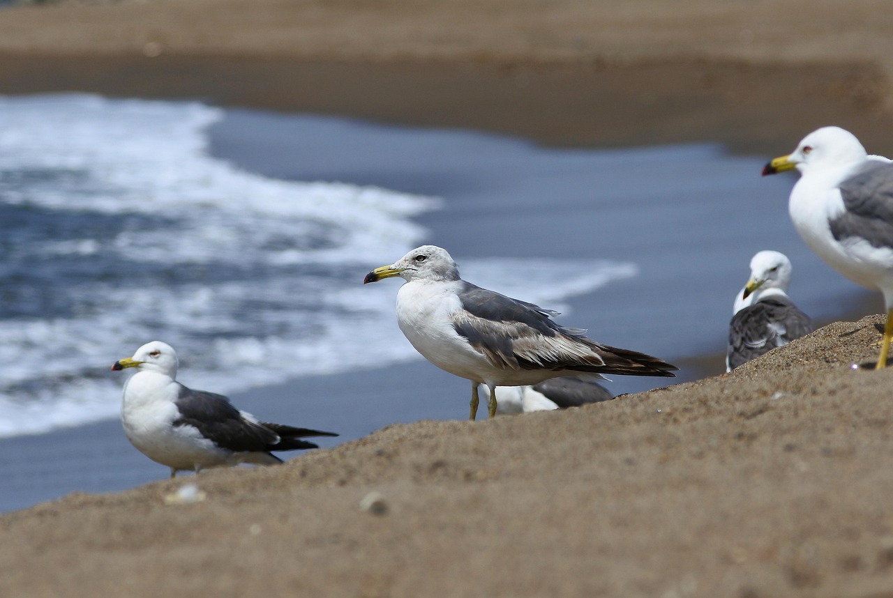 Animal Mer Plage - Photo gratuite sur Pixabay - Pixabay