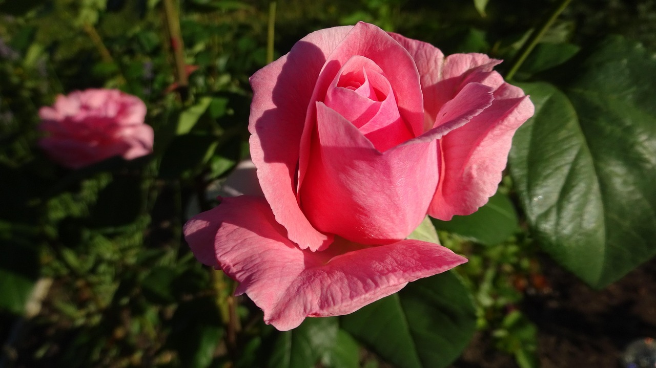 Rose Pink - Free photo on Pixabay - Pixabay