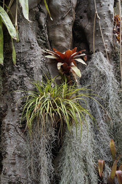 Free Parasitic Parasitic Plants photo and picture