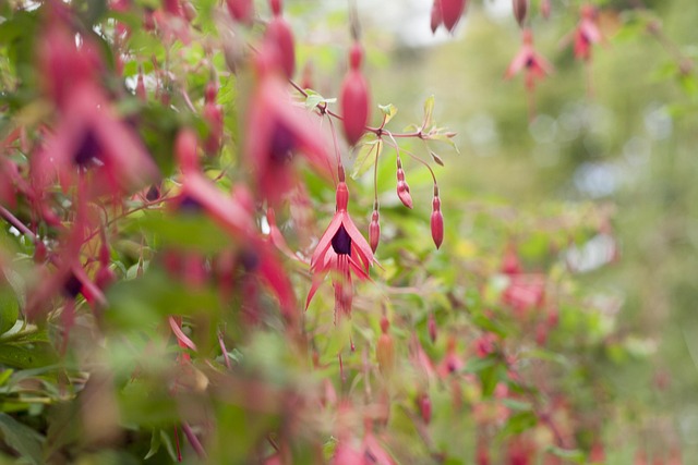 Free Blooming Pink photo and picture