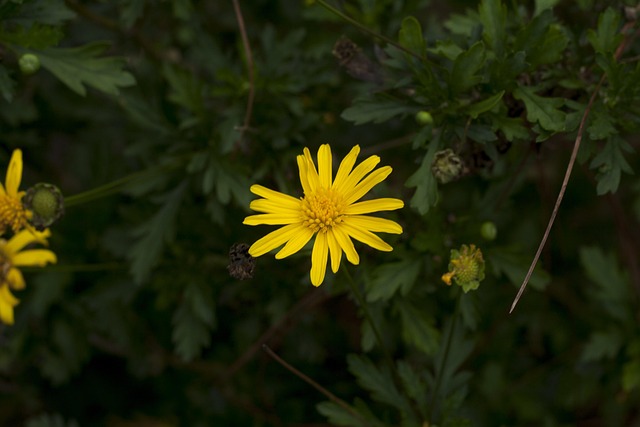 Free Yellow Flower photo and picture