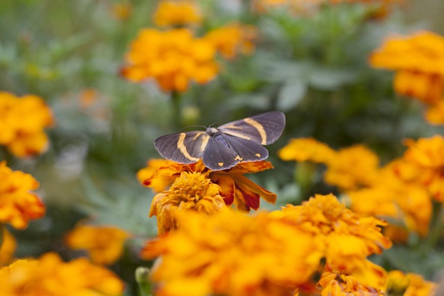 Free Butterfly Orange Flower photo and picture