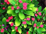 flowers, garden, rummy