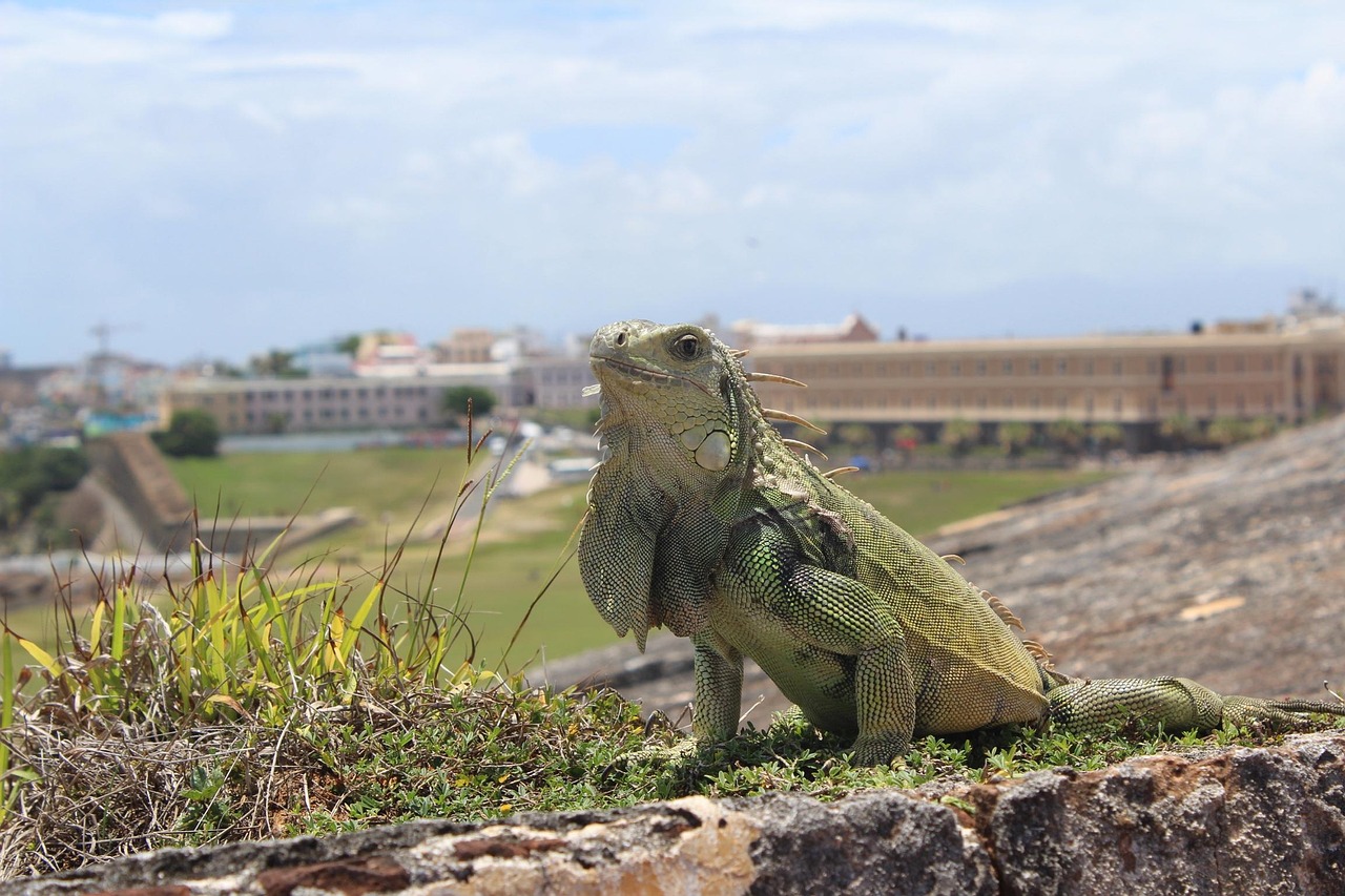 San Juan Puerto Rico - Free photo on Pixabay - Pixabay