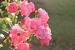 rose, pink, sun
