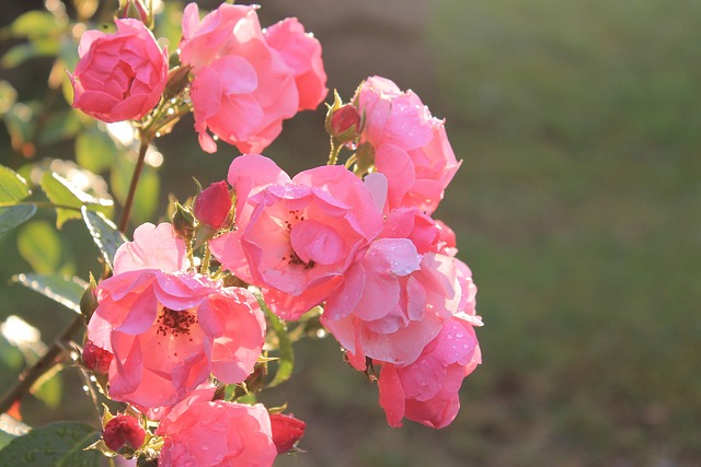 Free Rose Beautiful Flowers photo and picture