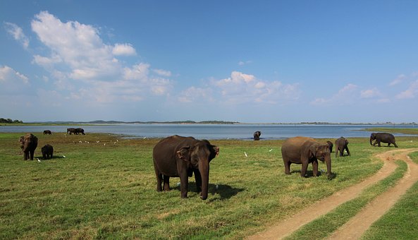 Sri Lanka, Elefanten, Babyelefant, Tier