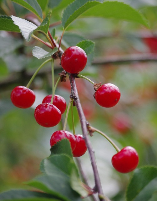Free Cherries Fruit photo and picture