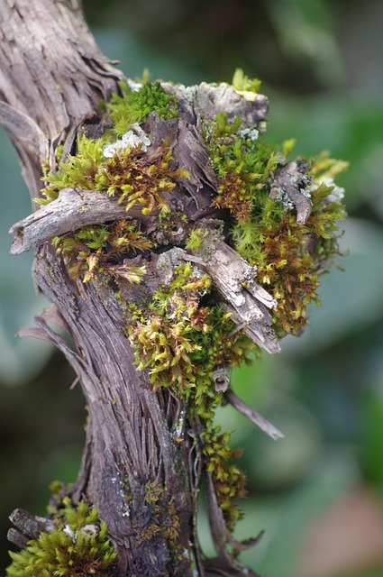 Free Tree Nature photo and picture