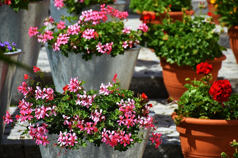 Geranium altan blomst blomster · gratis foto på pixabay Altan blomster