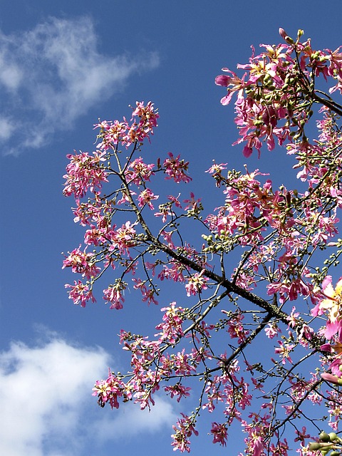 Free Sky Tree photo and picture