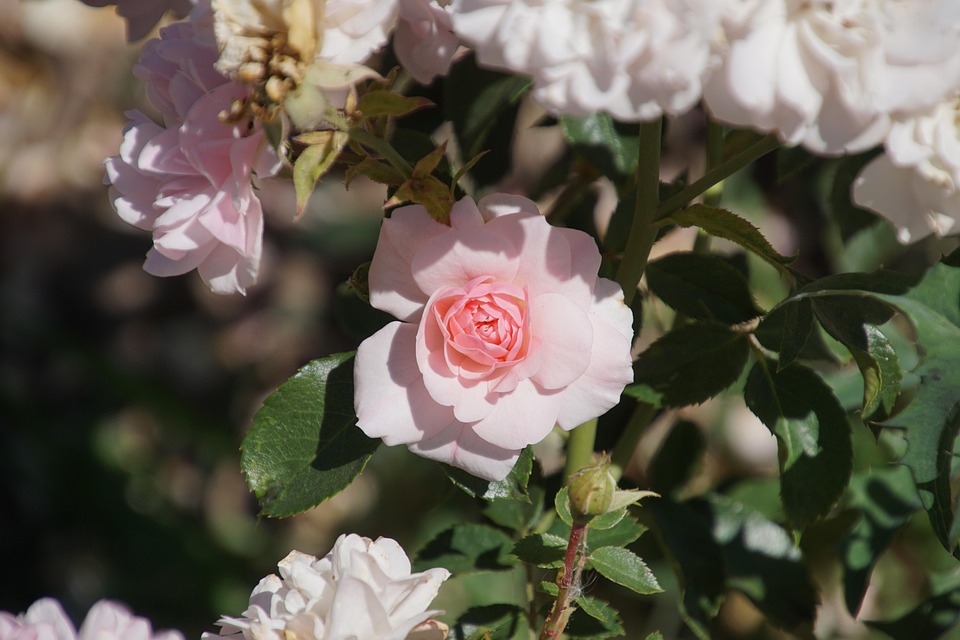 Mawar Bonica Rosaceae Merah - Foto gratis di Pixabay