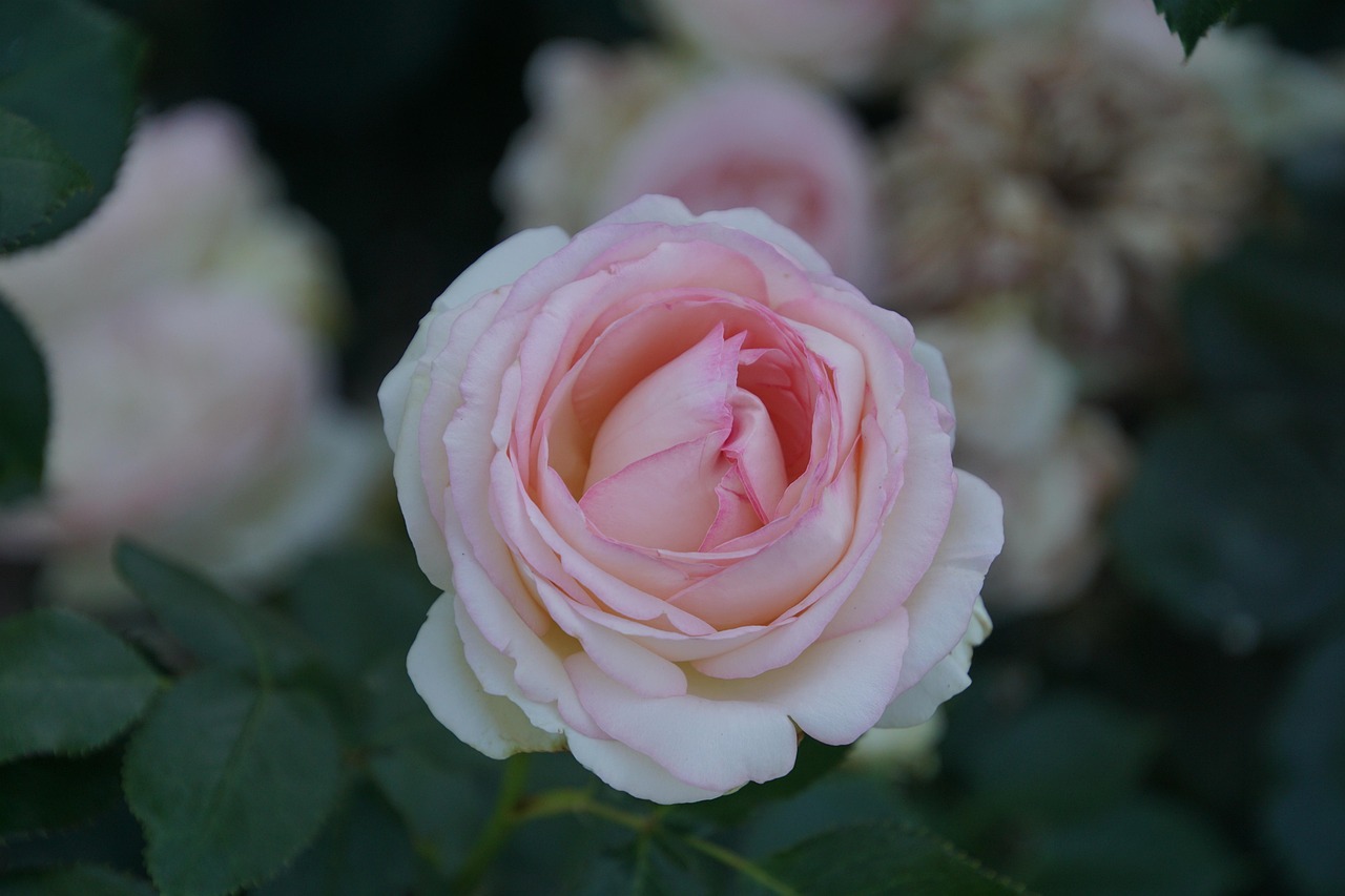 rose-2456088_1280.jpg