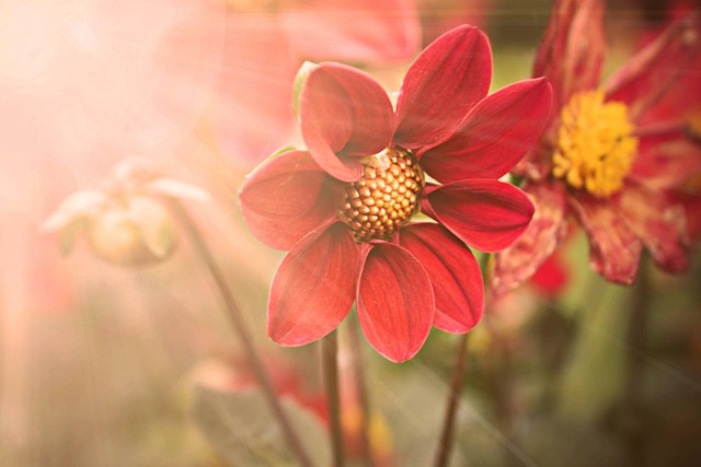 Free Flower Flower Wallpaper photo and picture