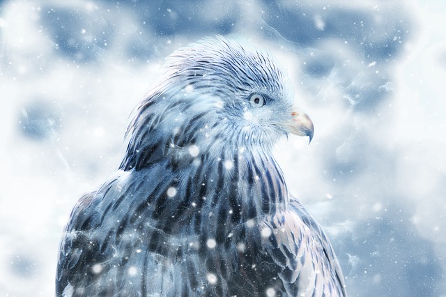 Free bird hawk snow illustration