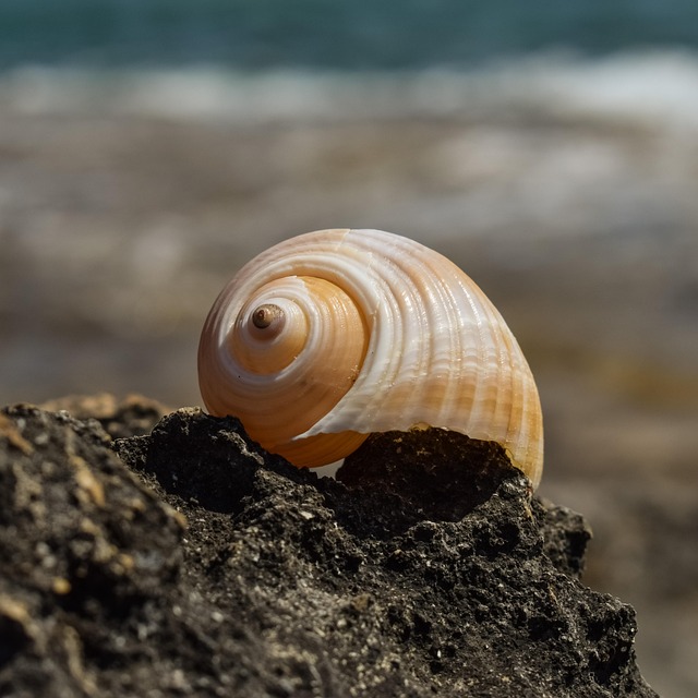 Schelp Shell Schelp Strand Zomer - Gratis foto op Pixabay - Pixabay