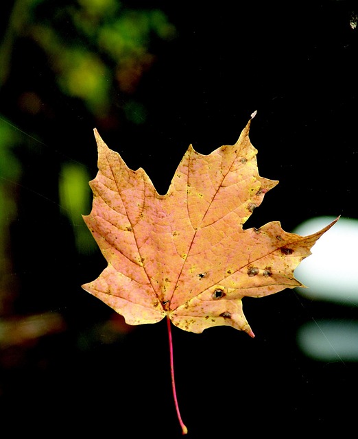 Free Leaf Spider Web photo and picture
