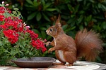 animal, rodent, squirrel