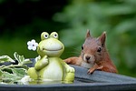 animal, rodent, squirrel