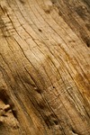 wood, tree, nature