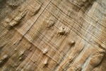wood, tree, nature