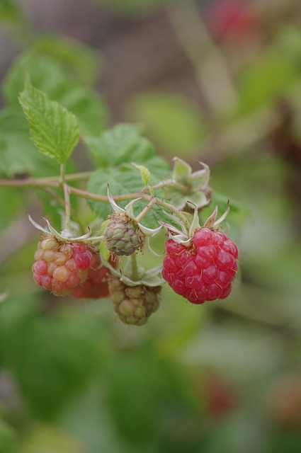 Free Raspberries Nature photo and picture