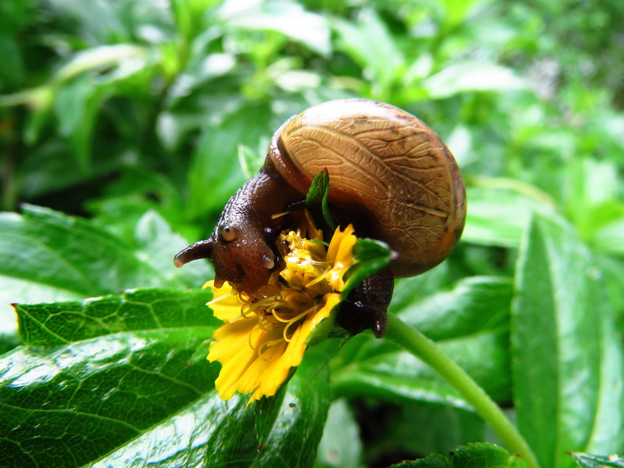 Snail Eating Close Up Green Free photo on Pixabay Pixabay