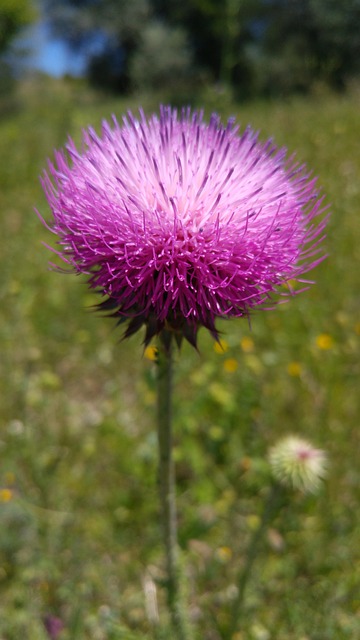 Free Wild Flower Thistle photo and picture