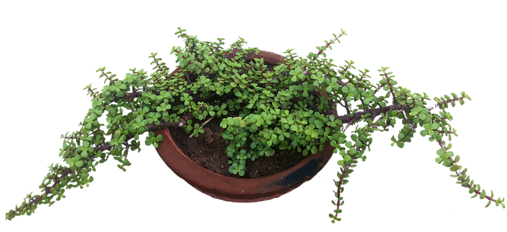 Maceta, Planta Verde, Naturaleza
