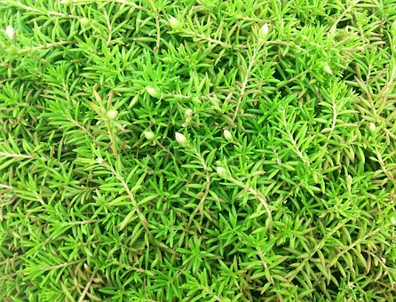Verde, Naturaleza, Textura