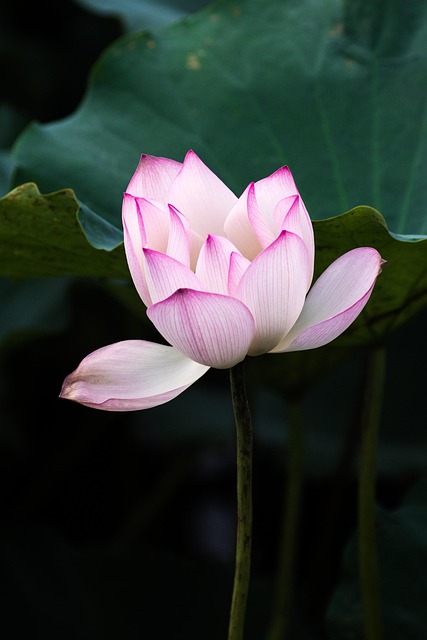 Free Lotus Nature photo and picture