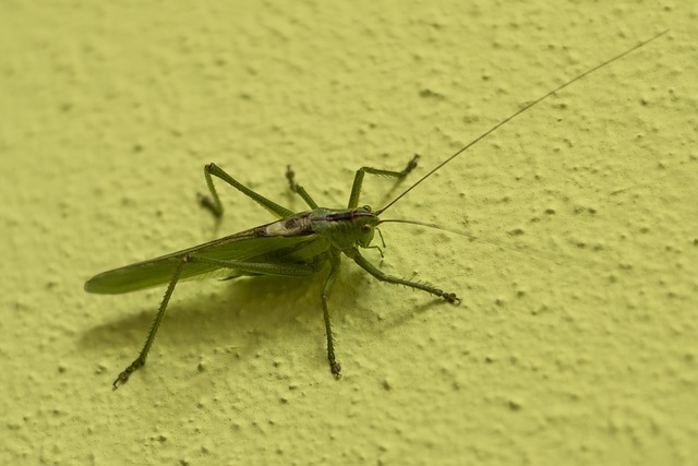 Saltamontes, Tettigonia Viridissima