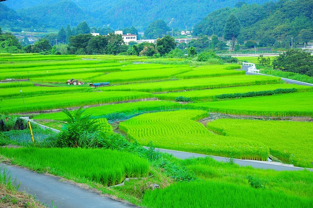 Free Field Yamada'S Rice Fields photo and picture