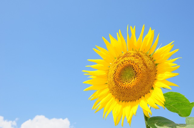 Free Sunflower Nature photo and picture