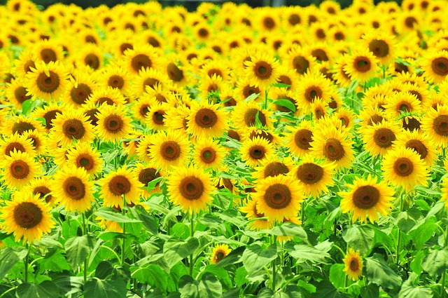 Free Sunflower Summer Flowers photo and picture