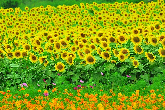 Free Sunflower Summer Flowers photo and picture